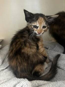 Laine - ADOPTED -  Domestic Short Hair Cat for Adoption in Chamblee, Georgia - Laine - ADOPTED | PetCurious