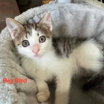 Big Bird -  Domestic Short Hair Cat for Adoption in Parkersburg, West Virginia - Big Bird | PetCurious