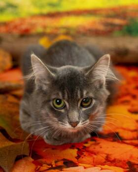 Mikey -  Domestic Short Hair Cat for Adoption in Lapeer, Michigan - Mikey | PetCurious
