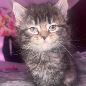 Domestic Medium Hair Cats Available for Adoption - Luna | PetCurious