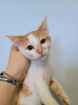 Pawgan -  Domestic Short Hair Cat for Adoption in Beatrice, Nebraska - Pawgan | PetCurious