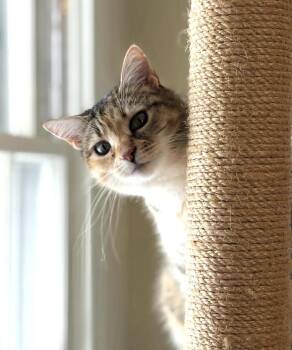 Domestic Short Hair Cats Available for Adoption in Seneca, South Carolina - Priscilla | PetCurious