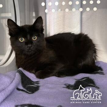 JOEY -  Domestic Medium Hair Cat for Adoption in Irvine, California - JOEY | PetCurious