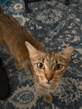 Cinnamon -  Tabby Cat for Adoption in San Antonio, Texas - Cinnamon | PetCurious
