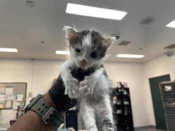 A1932637 -  Domestic Short Hair Cat for Adoption in Thousand Palms, California - A1932637 | PetCurious