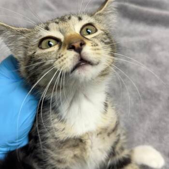 May -  Domestic Short Hair Cat for Adoption in Lakewood, Colorado - May | PetCurious