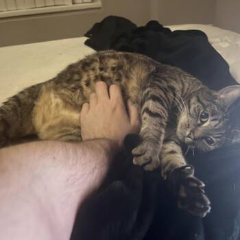 Naima -  Domestic Short Hair and Mixed Breed Cat for Adoption in Chicago, Illinois - Naima | PetCurious