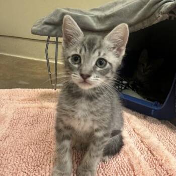 Domestic Medium Hair Cats Available for Adoption in Walnut Creek, California - Karoo | PetCurious
