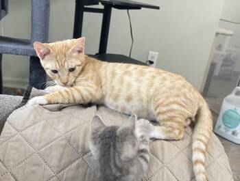 Buster -  Domestic Short Hair Cat for Adoption in Oviedo, Florida - Buster | PetCurious