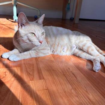 Domestic Short Hair Cats Available for Adoption - Dance Mom | PetCurious