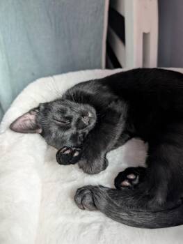 Echo -  Domestic Short Hair Cat for Adoption in Brandon, Florida - Echo | PetCurious
