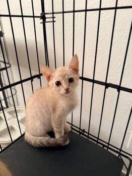 Mazy -  Siamese Cat for Adoption in San Antonio, Texas - Mazy | PetCurious
