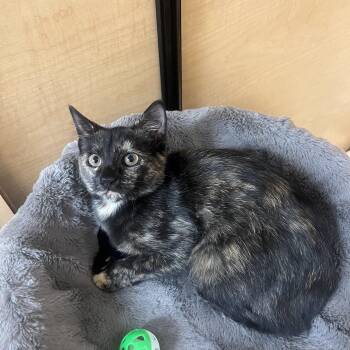 Rescue Tortoiseshell Cats for Adoption in Seaford, New York - Gucci | PetCurious