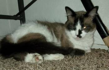 Rescue Siamese and Domestic Medium Hair Cats for Adoption in North Highlands, California - (CPs) Snow/Choc Meezers | PetCurious