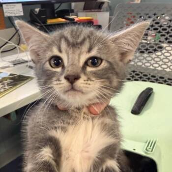 Domestic Short Hair Cats Available for Adoption in Greensboro, North Carolina - Myrtle | PetCurious