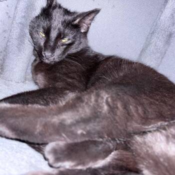 Domestic Short Hair Cats Available for Adoption - Edgar | PetCurious