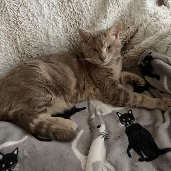 Helen -  Tabby Cat for Adoption in Woodinville, Washington - Helen | PetCurious