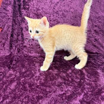 Betty -  Domestic Short Hair Cat for Adoption in Raleigh, North Carolina - Betty | PetCurious