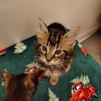 Catalyst -  Domestic Medium Hair Cat for Adoption in Indiana, Pennsylvania - Catalyst | PetCurious