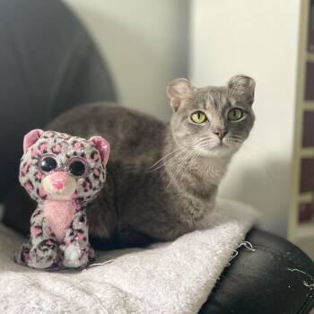 Domestic Short Hair Cats Available for Adoption in New Berlin, Wisconsin - Afortunada | PetCurious