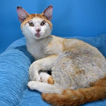 Domestic Short Hair Cats Available for Adoption in San Antonio, Texas - Phoenix | PetCurious