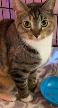 Domestic Short Hair Cats Available for Adoption in Elizabethton, Tennessee - QUEENIE | PetCurious