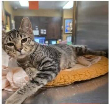 Bam Bam -  Tabby Cat for Adoption in North Berwick, Maine - Bam Bam | PetCurious