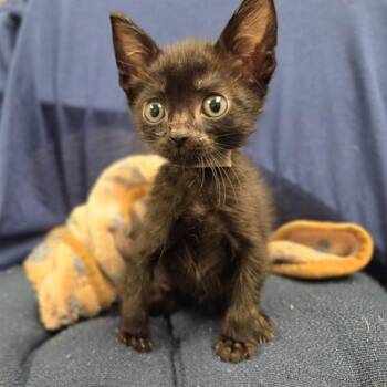 ARTHUR -  Domestic Short Hair Cat for Adoption in Ontario, California - ARTHUR | PetCurious