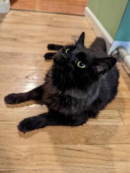 Panther -  Domestic Medium Hair Cat for Adoption in Livonia, Michigan - Panther | PetCurious