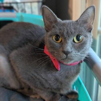 Fifi -  Domestic Short Hair and Tabby Cat for Adoption in Helena, Alabama - Fifi | PetCurious