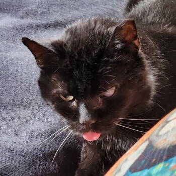 Rescue Domestic Short Hair Cats for Adoption in Fishkill, New York - Noche | PetCurious