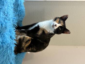 Rescue Calico Cats for Adoption in Warwick, New York - Cayenne | PetCurious