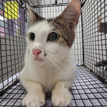 Crow -  American Shorthair Cat for Adoption in Lufkin, Texas - Crow | PetCurious