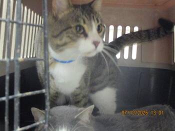 Niko(695) -  Domestic Short Hair Cat for Adoption in Marietta, Georgia - Niko(695) | PetCurious