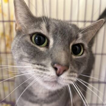 Copper -  Domestic Short Hair Cat for Adoption in Bedford, New Hampshire - Copper | PetCurious