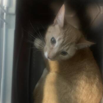 Domestic Short Hair Cats Available for Adoption - Girl | PetCurious