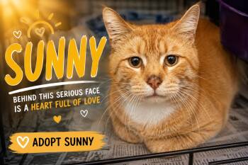 Sunny (FCID# 06/01/2026 - 45 Trainer) -  Tabby Cat for Adoption in Greenville, Delaware - Sunny (FCID# 06/01/2026 - 45 Trainer) | PetCurious