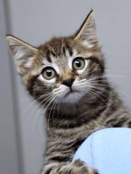 Bones (AO37264) -  Domestic Short Hair Cat for Adoption in Kansas City, Kansas - Bones (AO37264) | PetCurious