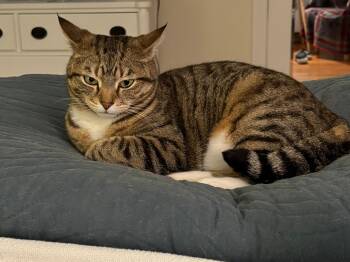 Lil Debbie (aka Little Girl) -  Domestic Short Hair Cat for Adoption in New Britain, Connecticut - Lil Debbie (aka Little Girl) | PetCurious