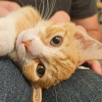 Rescue Domestic Short Hair and Tabby Cats for Adoption in Tacoma, Washington - Phoenix & Onyx - Bonded Pair | PetCurious