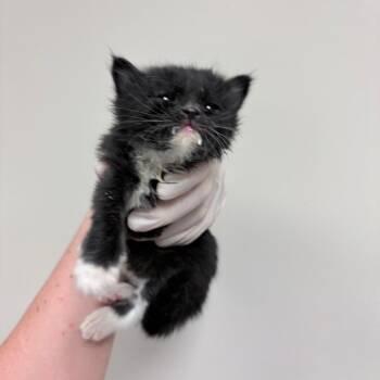 Izira -  Domestic Medium Hair Cat for Adoption in Reno, Nevada - Izira | PetCurious