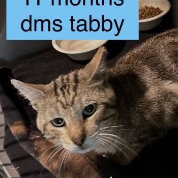 Lenny -  Domestic Short Hair Cat for Adoption in Tampa, Florida - Lenny | PetCurious