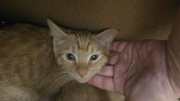 Mango -  Domestic Short Hair Cat for Adoption in Wichita, Kansas - Mango | PetCurious