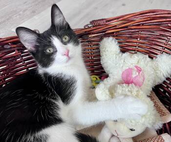 Domestic Short Hair Cats Available for Adoption in Rocky Hill, Connecticut - Marty | PetCurious