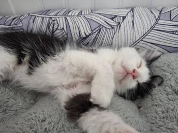 Pachinko -  Domestic Medium Hair Cat Available for Adoption in San Diego, California - Pachinko | PetCurious