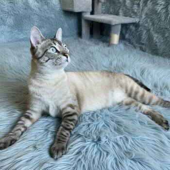 Siamese Cats Available for Adoption in Scottsdale, Arizona - Kimber | PetCurious