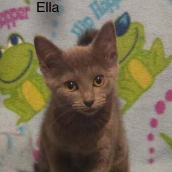 Ella -  Russian Blue Cat for Adoption in Wyandotte, Michigan - Ella | PetCurious