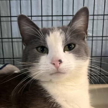 Stormy -  Domestic Short Hair Cat for Adoption in Clarksville, Arkansas - Stormy | PetCurious