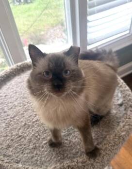 OTTO -  Siamese Cat for Adoption in Kenosha, Wisconsin - OTTO | PetCurious