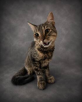 FELIX -  Domestic Short Hair Cat for Adoption in Winter Haven, Florida - FELIX | PetCurious